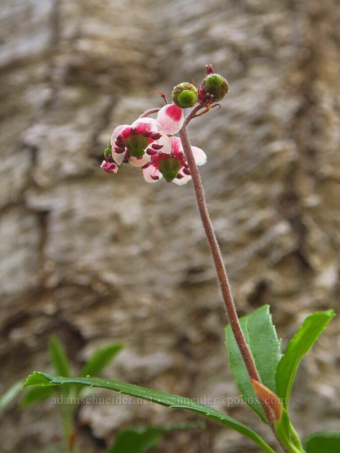 pipsissewa (Chimaphila umbellata) [Hand Lake Cutoff Trail, Willamette National Forest, Lane County, Oregon]