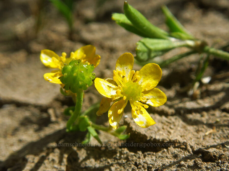 plaintain-leaf buttercup (Ranunculus alismifolius) [Hand Lake Cutoff Trail, Willamette National Forest, Lane County, Oregon]