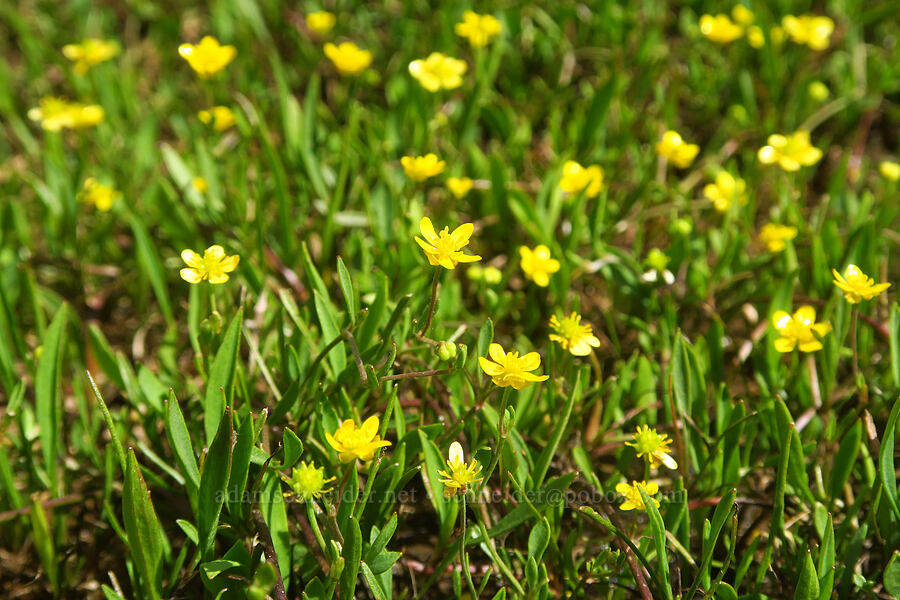 plaintain-leaf buttercups (Ranunculus alismifolius) [Hand Lake, Willamette National Forest, Lane County, Oregon]