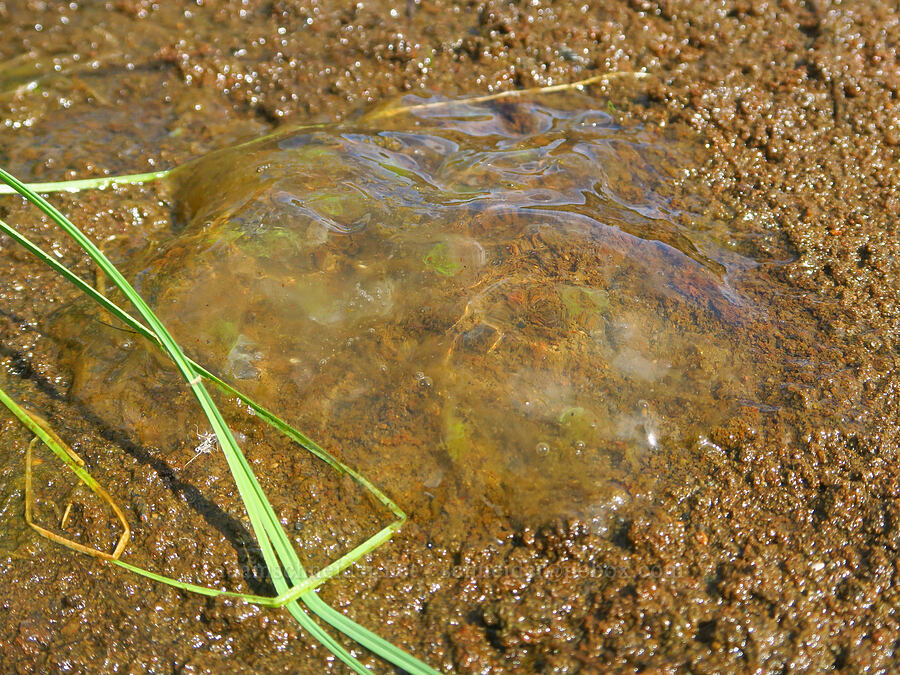 northwestern salamander egg mass (Ambystoma gracile) [Hand Lake, Mt. Washington Wilderness, Lane County, Oregon]