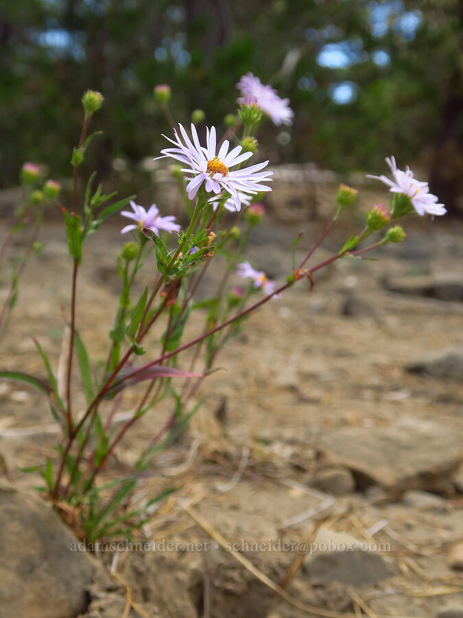 western mountain aster (Symphyotrichum spathulatum (Aster occidentalis)) [Hand Lake, Mt. Washington Wilderness, Lane County, Oregon]