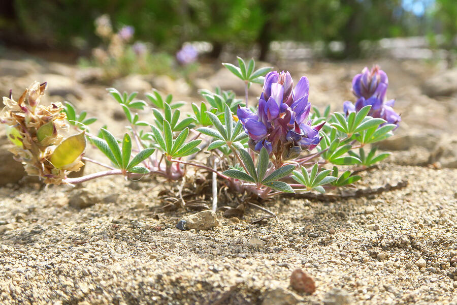 dwarf lupine (Lupinus lepidus var. lobbii) [Hand Lake, Mt. Washington Wilderness, Lane County, Oregon]