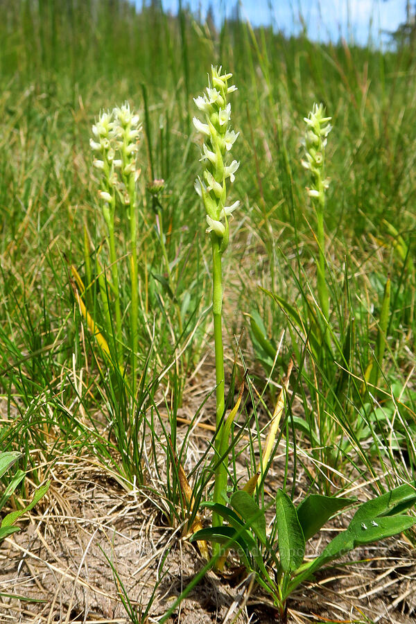 hooded ladies'-tresses (Spiranthes romanzoffiana) [Hand Lake, Willamette National Forest, Lane County, Oregon]