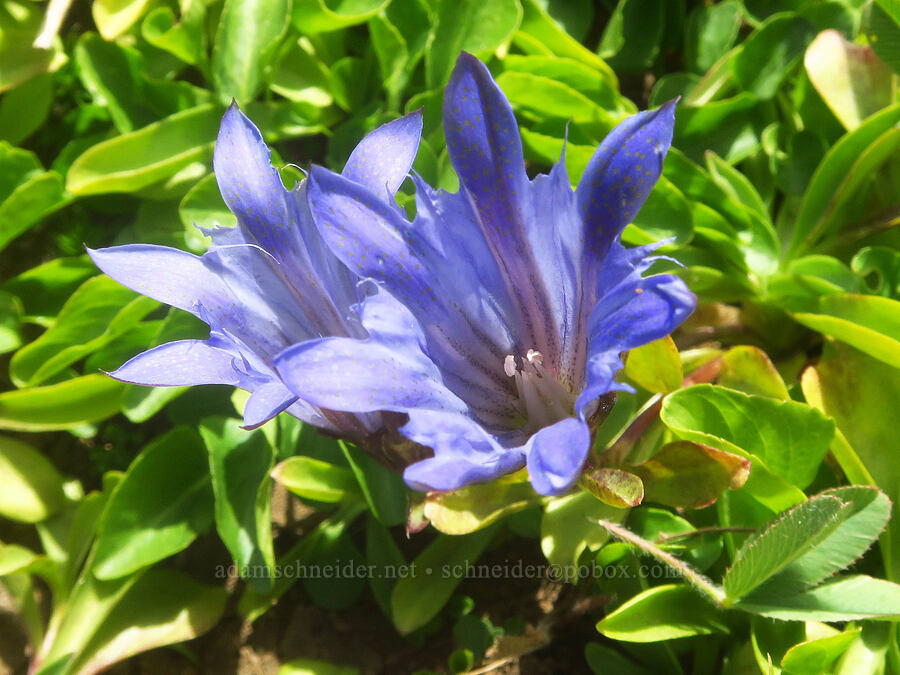 Newberry's gentian with 7 petals (Gentiana newberryi var. newberryi) [Hand Lake, Willamette National Forest, Lane County, Oregon]