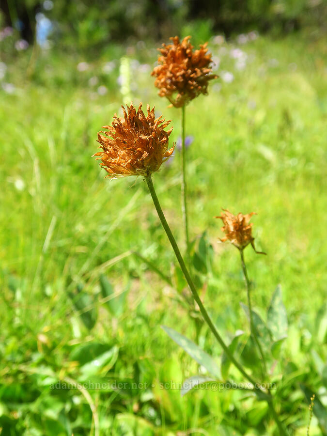 Hansen's long-stalk clover, fading (Trifolium longipes var. hansenii (Trifolium hansenii)) [Hand Lake, Willamette National Forest, Lane County, Oregon]