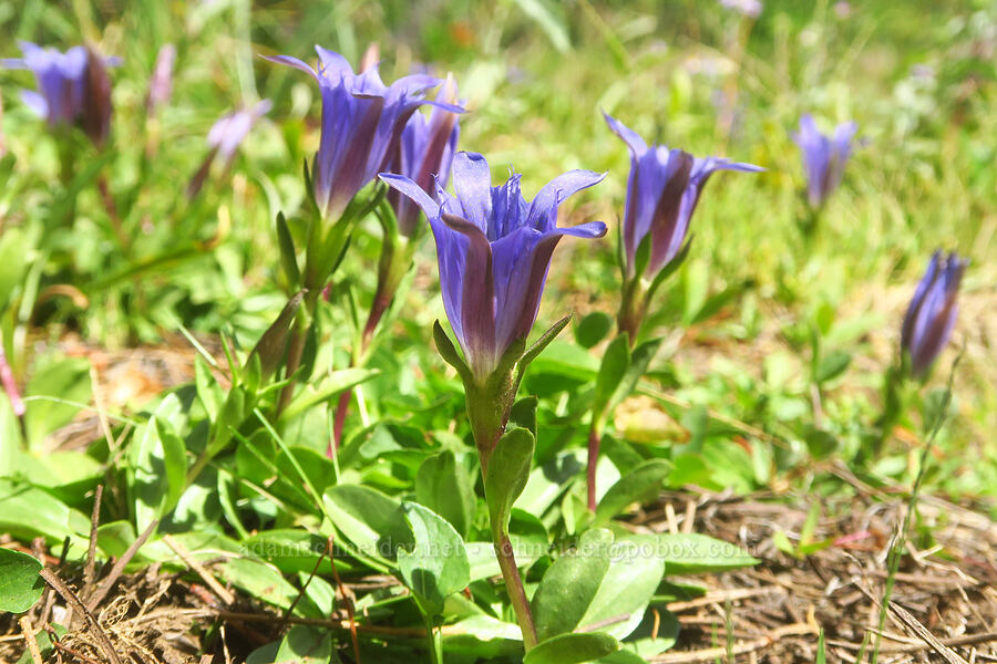 Newberry's gentian (Gentiana newberryi var. newberryi) [Hand Lake, Willamette National Forest, Lane County, Oregon]