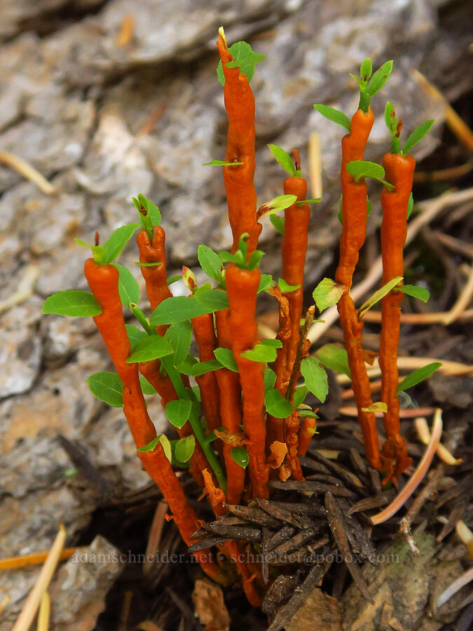 rust fungus on grouse whortleberry stems (Calyptospora ornamentalis, Vaccinium scoparium) [Hand Lake Cutoff Trail, Mt. Washington Wilderness, Lane County, Oregon]