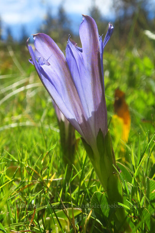 Newberry's gentian (Gentiana newberryi var. newberryi) [Hand Lake Meadows, Three Sisters Wilderness, Lane County, Oregon]