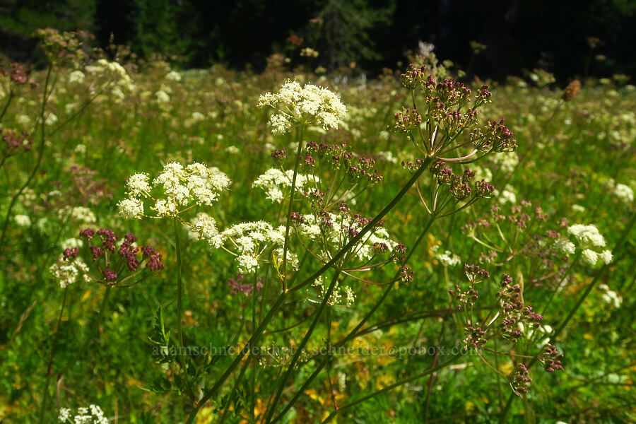 Gray's lovage (Ligusticum grayi) [Hand Lake Meadows, Three Sisters Wilderness, Lane County, Oregon]