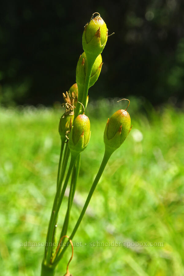 shooting-star fruits (Dodecatheon sp. (Primula sp.)) [Hand Lake Meadows, Three Sisters Wilderness, Lane County, Oregon]