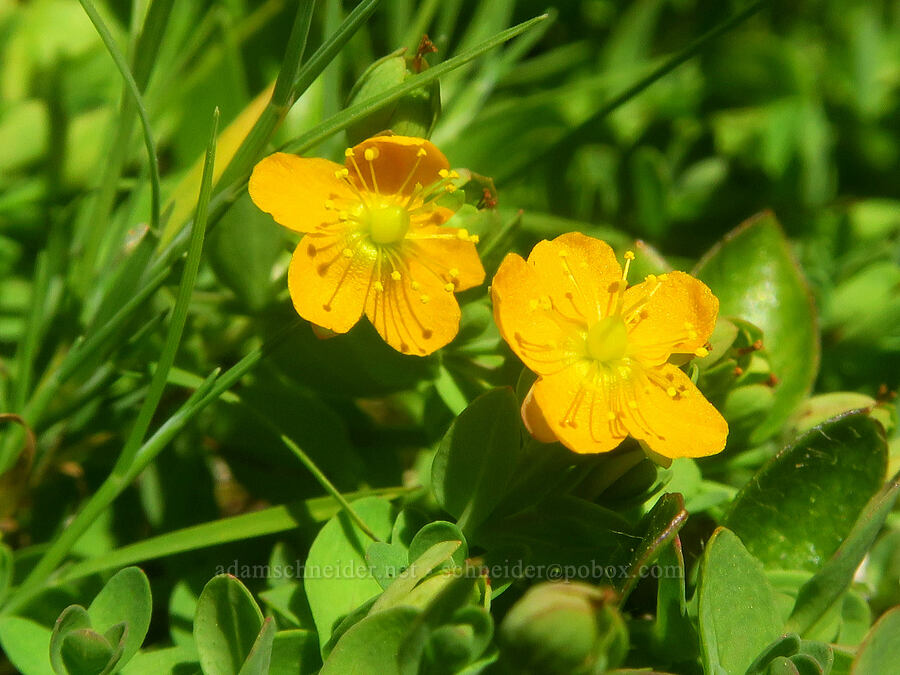 tinker's-penny (bog St.-John's-wort) (Hypericum anagalloides) [Hand Lake Meadows, Mt. Washington Wilderness, Lane County, Oregon]