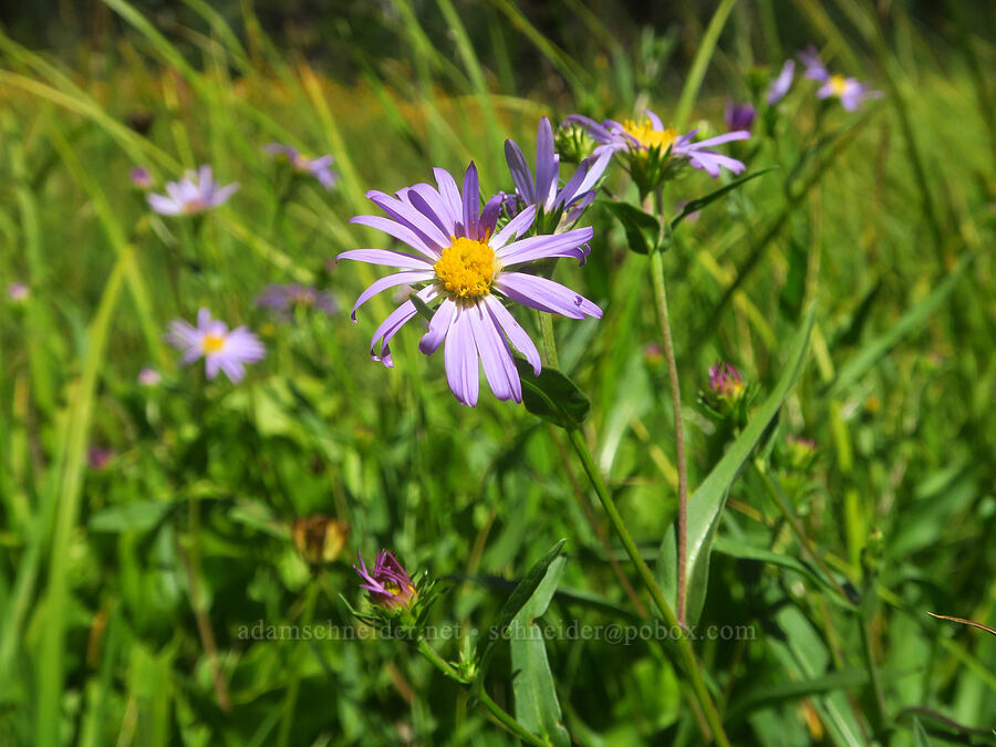 aster (Symphyotrichum sp. (Aster sp.)) [Hand Lake Meadows, Mt. Washington Wilderness, Lane County, Oregon]