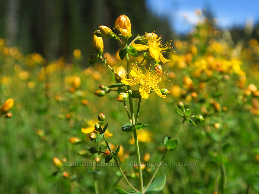 Scouler's St.-John's-wort (Hypericum scouleri) [Hand Lake Meadows, Mt. Washington Wilderness, Lane County, Oregon]