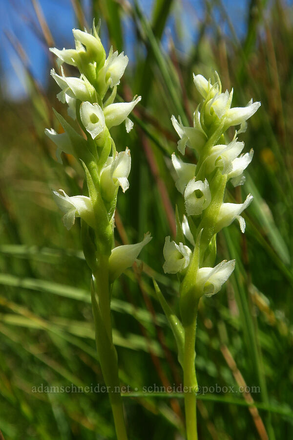 hooded ladies'-tresses (Spiranthes romanzoffiana) [Hand Lake Meadows, Mt. Washington Wilderness, Lane County, Oregon]