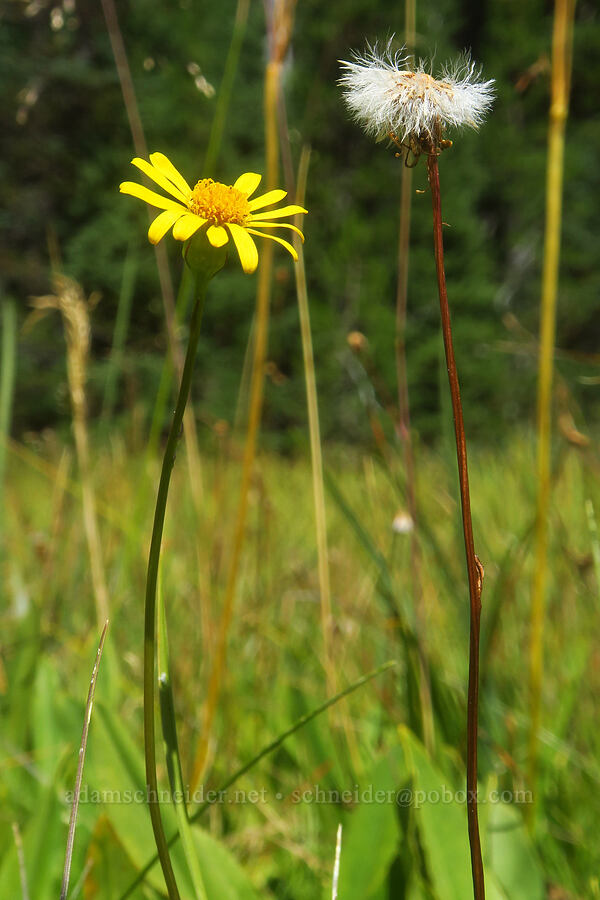 alpine meadow groundsel (Packera subnuda var. subnuda (Senecio cymbalarioides)) [Hand Lake Meadows, Mt. Washington Wilderness, Lane County, Oregon]