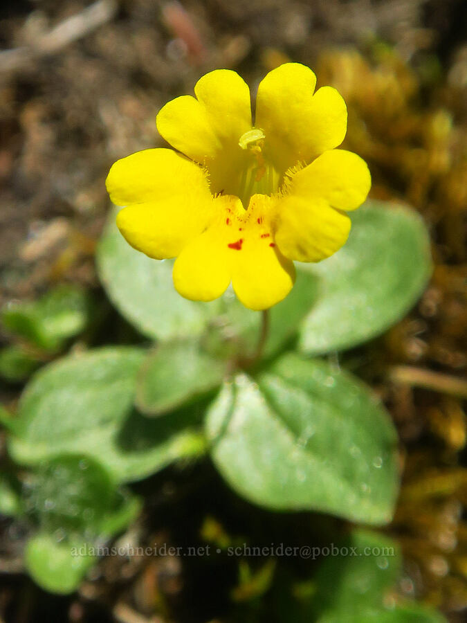 primrose monkeyflower (Erythranthe primuloides (Mimulus primuloides)) [Hand Lake Meadows, Mt. Washington Wilderness, Lane County, Oregon]