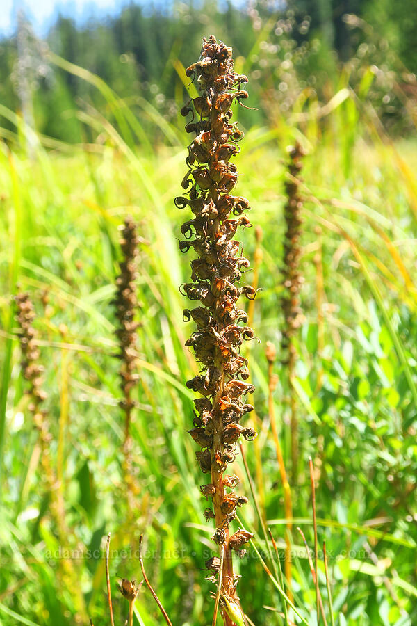 elephant's-head lousewort, gone to seed (Pedicularis groenlandica) [Hand Lake Meadows, Mt. Washington Wilderness, Lane County, Oregon]