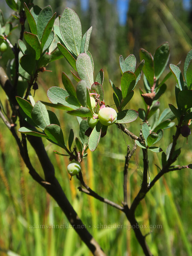 unripe bog blueberries (Vaccinium uliginosum) [Hand Lake Meadows, Mt. Washington Wilderness, Lane County, Oregon]