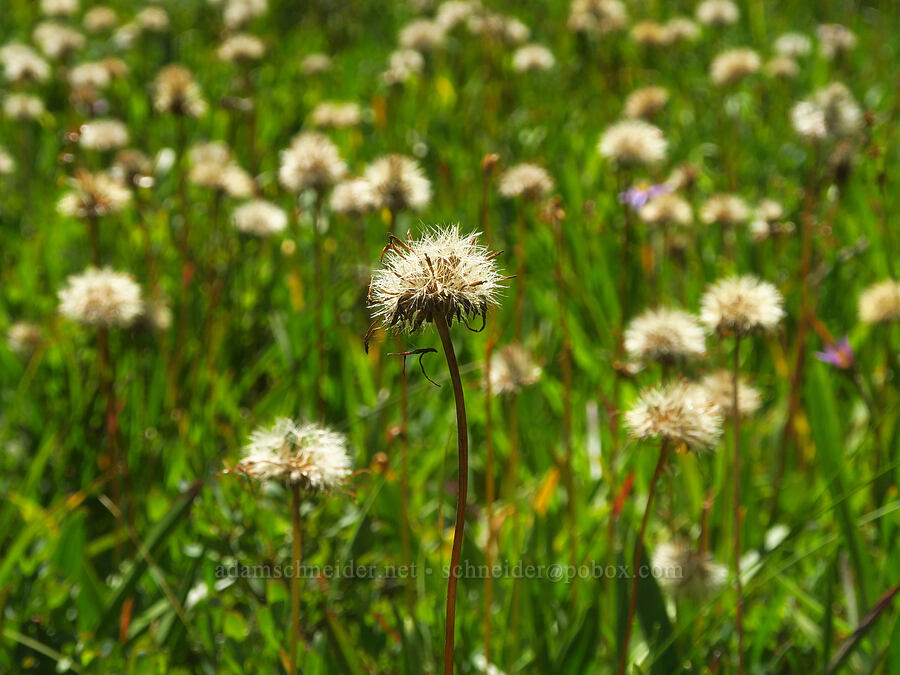 tundra asters, gone to seed (Oreostemma alpigenum (Aster alpigenus)) [Hand Lake Meadows, Mt. Washington Wilderness, Lane County, Oregon]