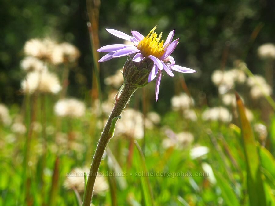 tundra aster (Oreostemma alpigenum (Aster alpigenus)) [Hand Lake Meadows, Mt. Washington Wilderness, Lane County, Oregon]