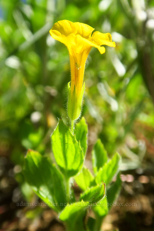 musk monkeyflower (Erythranthe moschata (Mimulus moschatus)) [Hand Lake Meadows, Mt. Washington Wilderness, Lane County, Oregon]