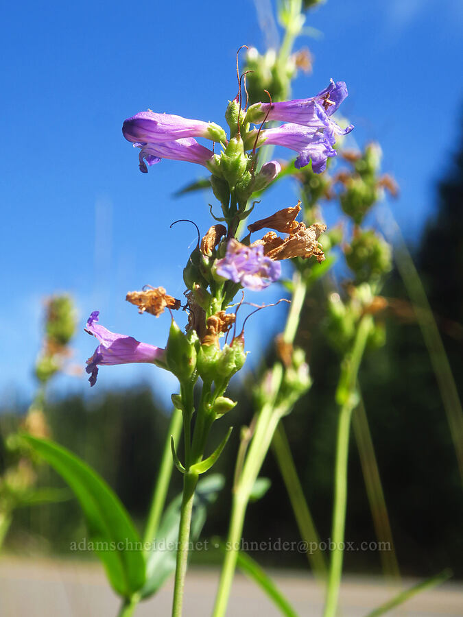 glaucous penstemon (Penstemon euglaucus) [McKenzie Highway, Willamette National Forest, Lane County, Oregon]