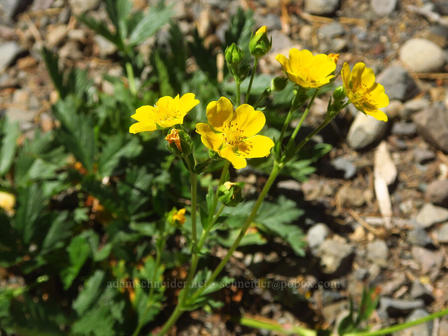 Drummond's cinquefoil (Potentilla drummondii ssp. drummondii) [McKenzie Highway, Willamette National Forest, Lane County, Oregon]