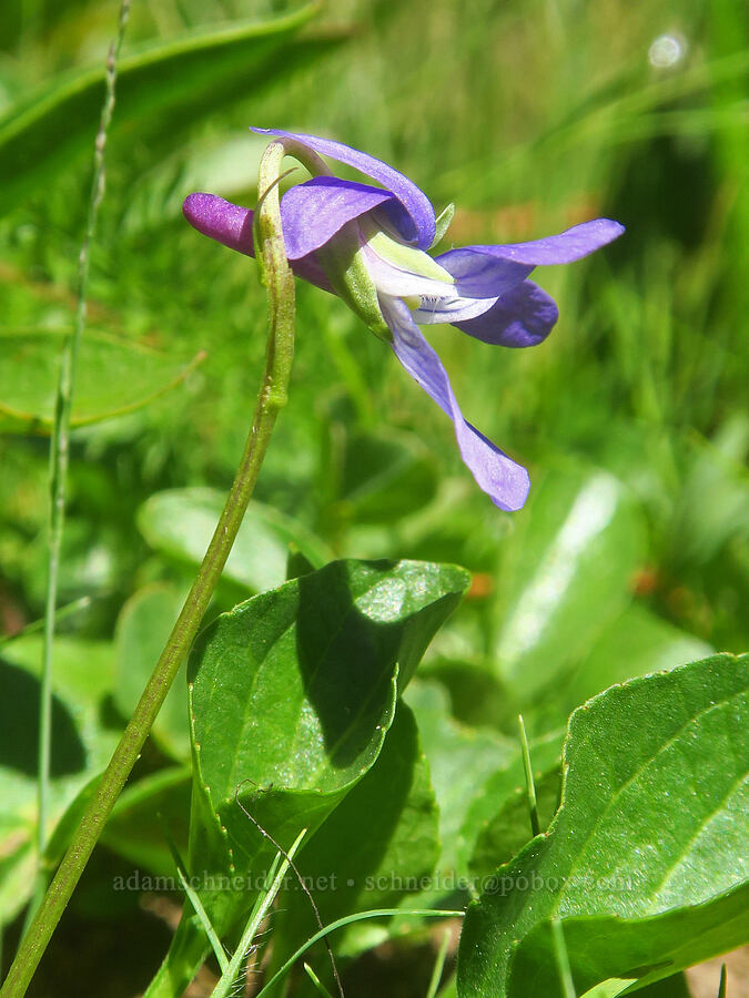 hooked violet (Viola adunca) [Hand Lake Meadows, Three Sisters Wilderness, Lane County, Oregon]