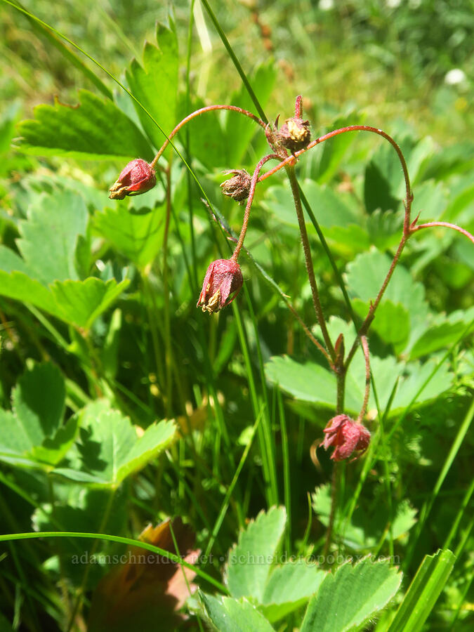 blue-leaf strawberry flowers, faded (Fragaria virginiana) [Hand Lake Meadows, Three Sisters Wilderness, Lane County, Oregon]