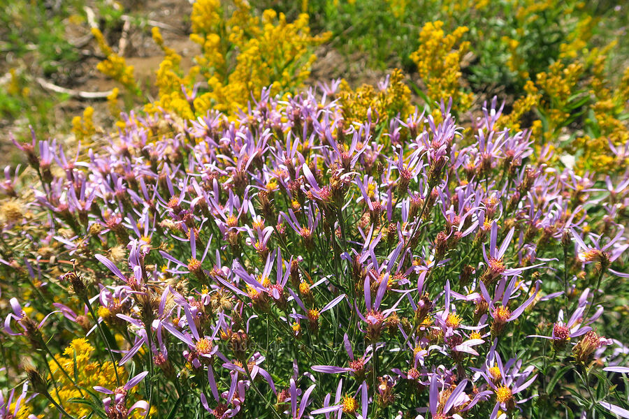 Cascade asters & goldenrod (Eucephalus ledophyllus (Aster ledophyllus), Solidago sp.) [McKenzie Highway, Willamette National Forest, Lane County, Oregon]