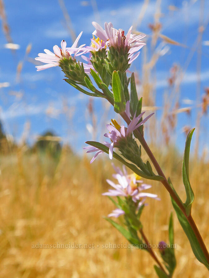 Eaton's aster (Symphyotrichum bracteolatum (Symphyotrichum eatonii) (Aster eatonii)) [Frazier Spring Road, Steens Mountain, Harney County, Oregon]