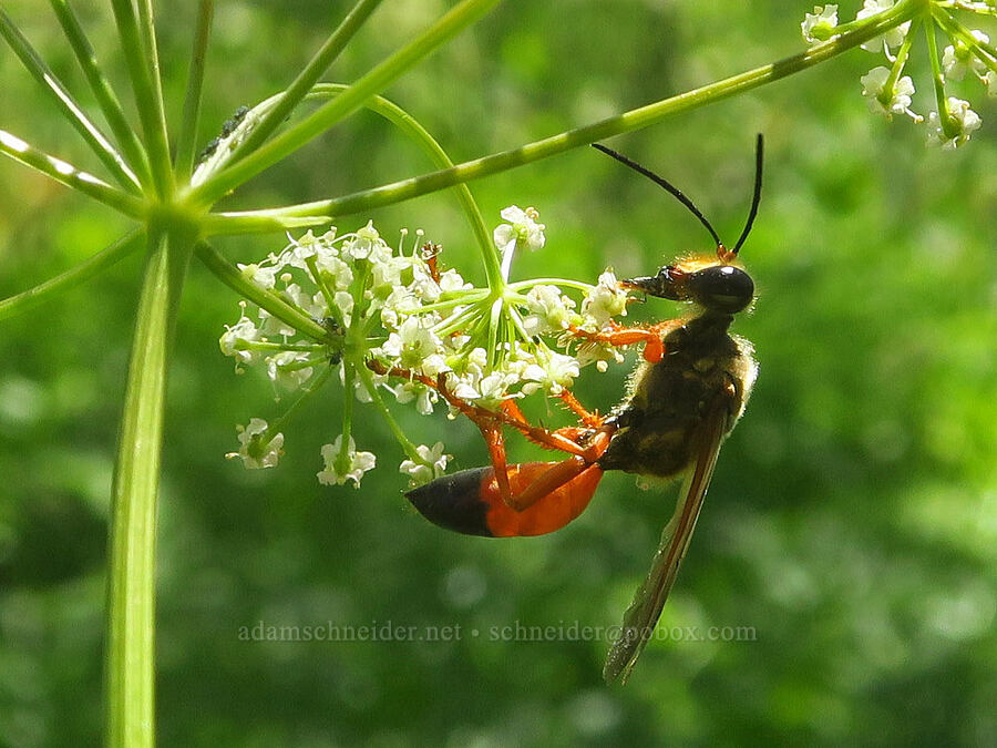 great golden digger wasp on Gray's lovage (Sphex ichneumoneus, Ligusticum grayi) [Moon Hill Road, Steens Mountain, Harney County, Oregon]