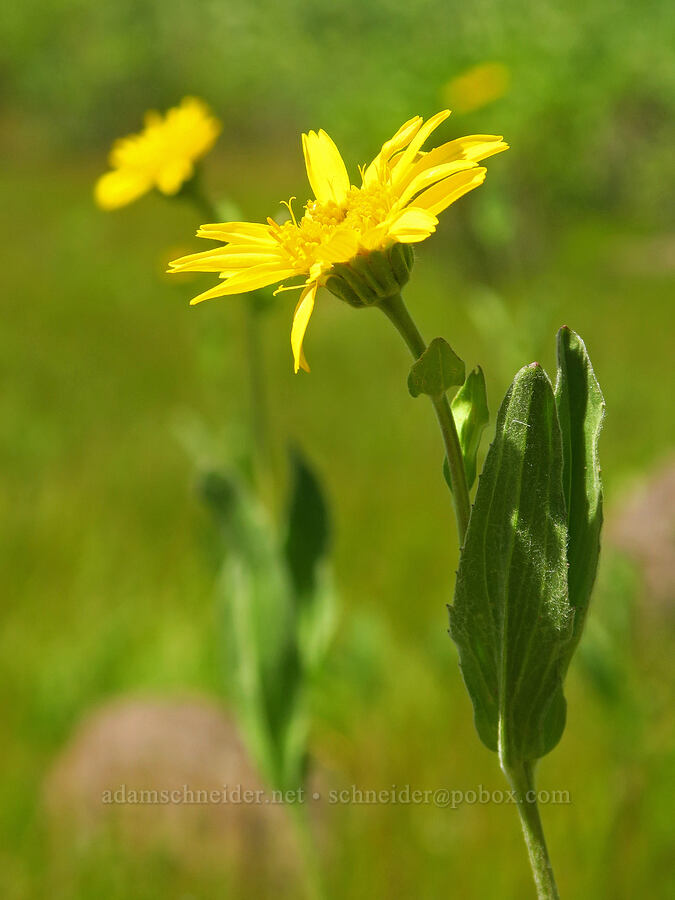 arnica (Arnica sp.) [Moon Hill Road, Steens Mountain, Harney County, Oregon]