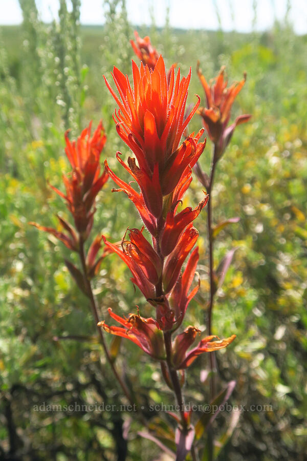 Peck's paintbrush (Castilleja peckiana) [Fish Lake Campground, Steens Mountain, Harney County, Oregon]