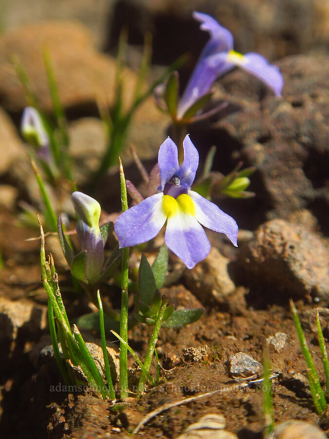 Cascades calico-flower (Downingia pulcherrima (Downingia yina)) [Honeymoon Lake, Steens Mountain, Harney County, Oregon]
