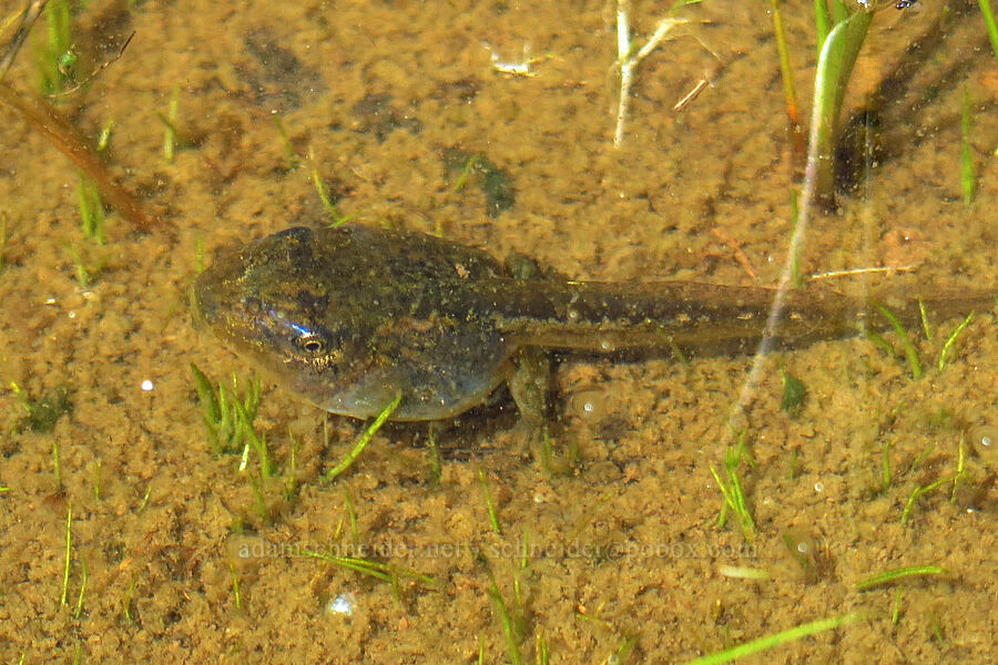 Sierra chorus frog tadpole (Pseudacris sierra (Pseudacris regilla)) [Honeymoon Lake, Steens Mountain, Harney County, Oregon]