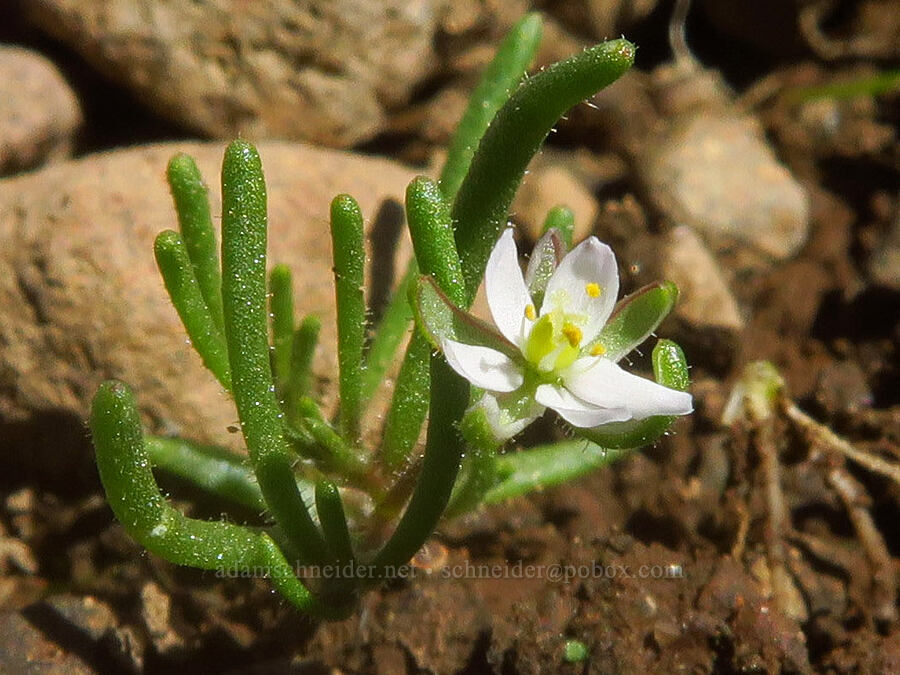 white sand-spurry (Spergularia rubra) [Honeymoon Lake, Steens Mountain, Harney County, Oregon]