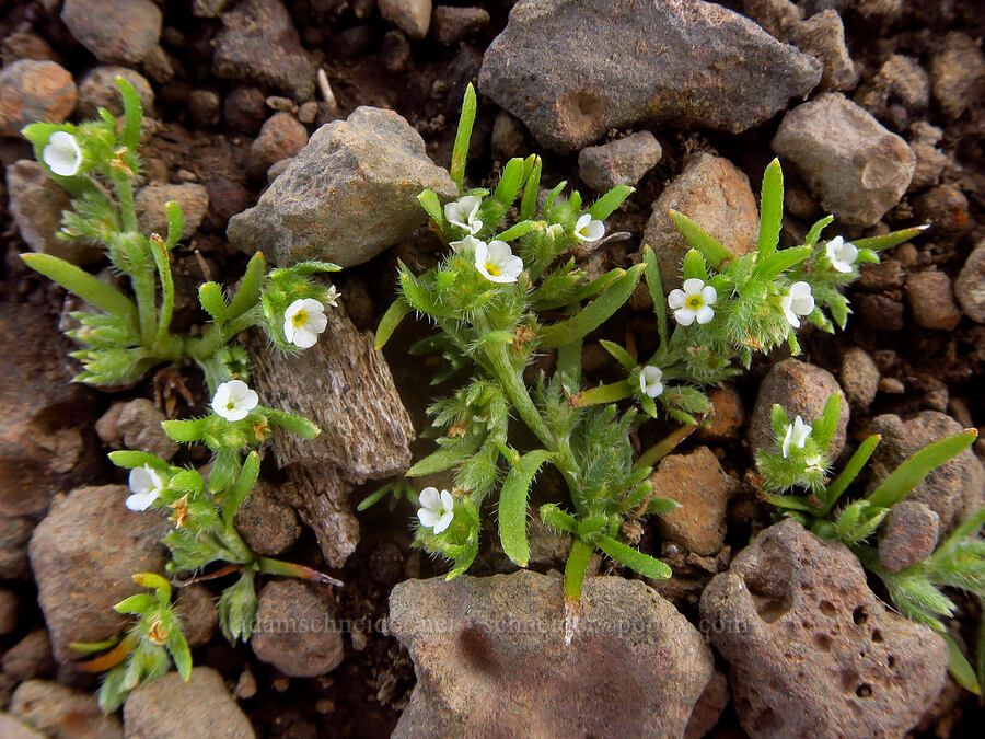 popcorn flower (Plagiobothrys sp.) [Honeymoon Lake, Steens Mountain, Harney County, Oregon]