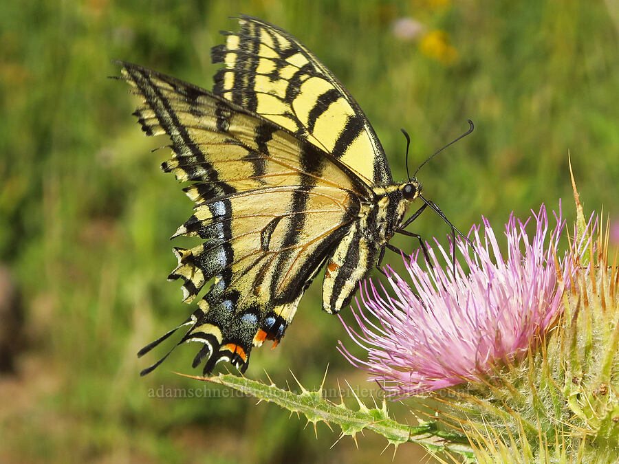 two-tailed swallowtail butterfly on thistle (Papilio multicaudata, Cirsium peckii (Cirsium eatonii var. peckii)) [North Loop Road, Steens Mountain, Harney County, Oregon]