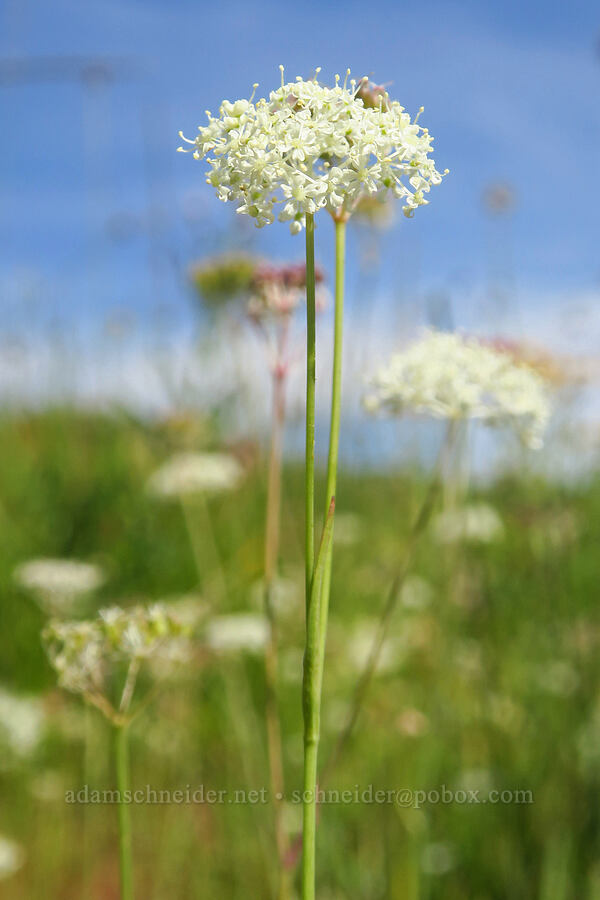 yampah (which?) (Perideridia sp.) [North Loop Road, Steens Mountain, Harney County, Oregon]