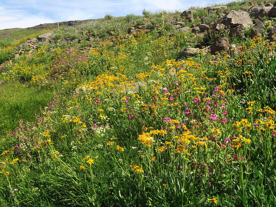 wildflowers [North Loop Road, Steens Mountain, Harney County, Oregon]