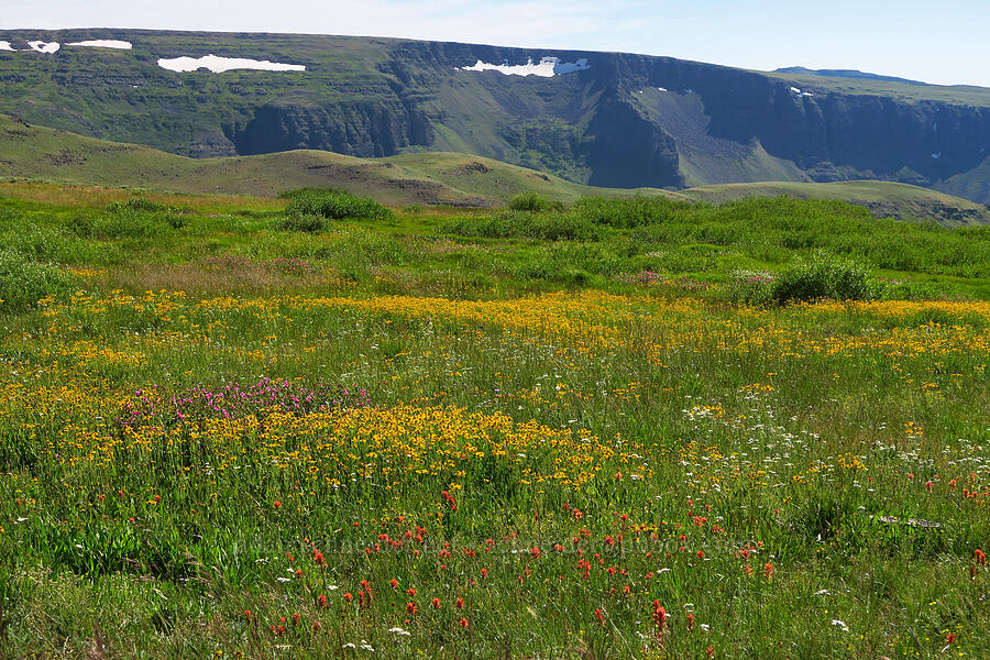 wildflowers & Little Blitzen Gorge [North Loop Road, Steens Mountain, Harney County, Oregon]