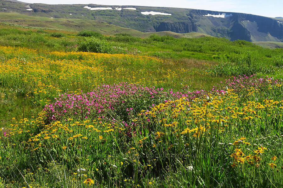 wildflowers [North Loop Road, Steens Mountain, Harney County, Oregon]