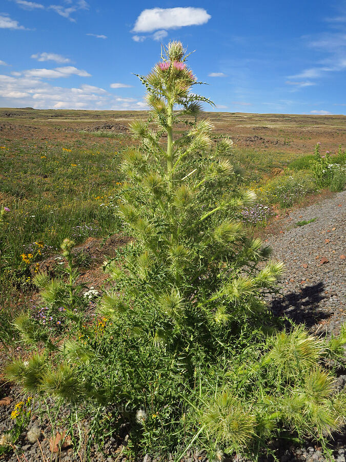 thist-mas tree (Cirsium peckii (Cirsium eatonii var. peckii)) [North Loop Road, Steens Mountain, Harney County, Oregon]