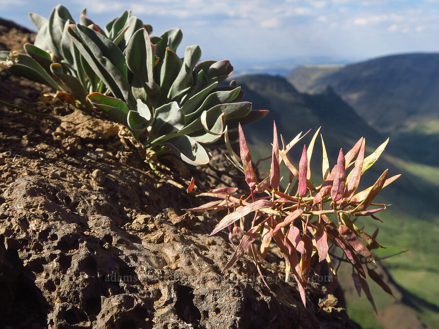 dagger-pod, gone to seed (Phoenicaulis cheiranthoides) [Kiger Gorge Overlook, Steens Mountain, Harney County, Oregon]