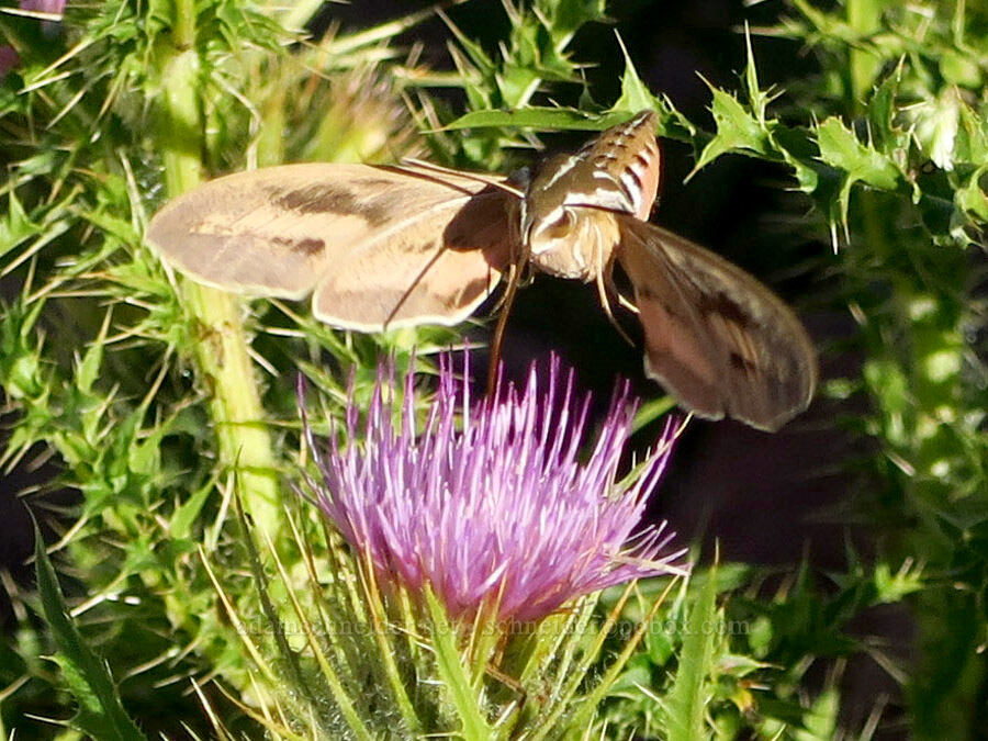 sphinx moth & Steens Mountain thistle (Hyles lineata, Cirsium peckii (Cirsium eatonii var. peckii)) [Kiger Gorge Overlook, Steens Mountain, Harney County, Oregon]