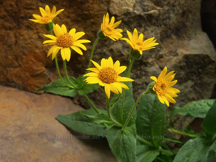 huge hairy arnica (?) (Arnica mollis) [west rim of Kiger Gorge, Steens Mountain, Harney County, Oregon]