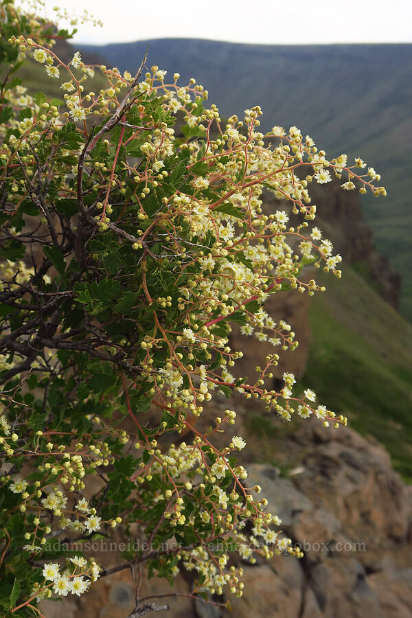 little-leaf ocean-spray (Holodiscus microphyllus var. glabrescens) [west rim of Kiger Gorge, Steens Mountain, Harney County, Oregon]