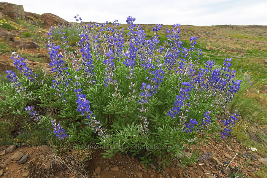 tail-cup lupine (?) (Lupinus caudatus) [west rim of Kiger Gorge, Steens Mountain, Harney County, Oregon]
