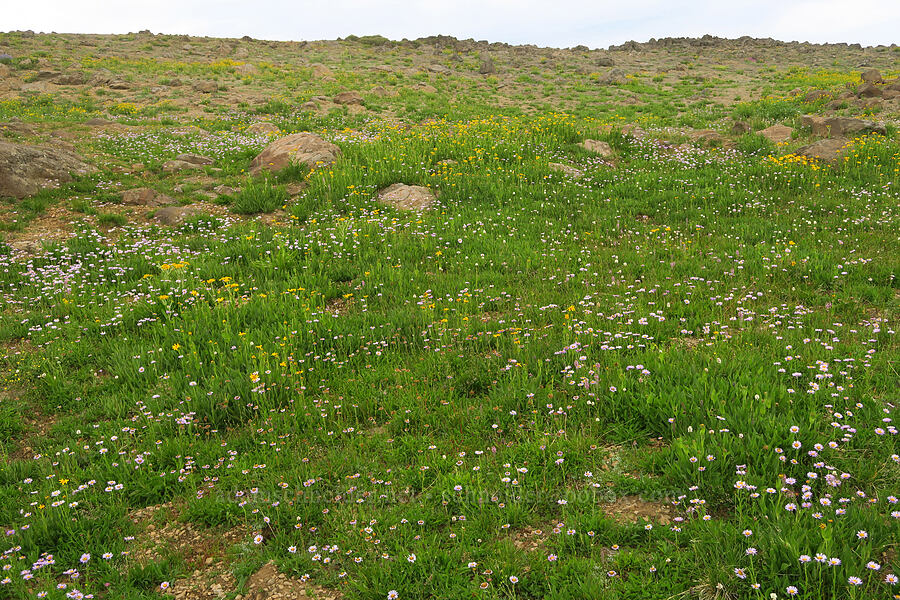 wildflowers (Erigeron glacialis var. glacialis, Arnica sp., Bistorta bistortoides (Polygonum bistortoides), Pedicularis attollens) [west rim of Kiger Gorge, Steens Mountain, Harney County, Oregon]